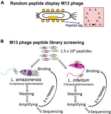 Peptide selection via phage display to inhibit Leishmania-macrophage interactions